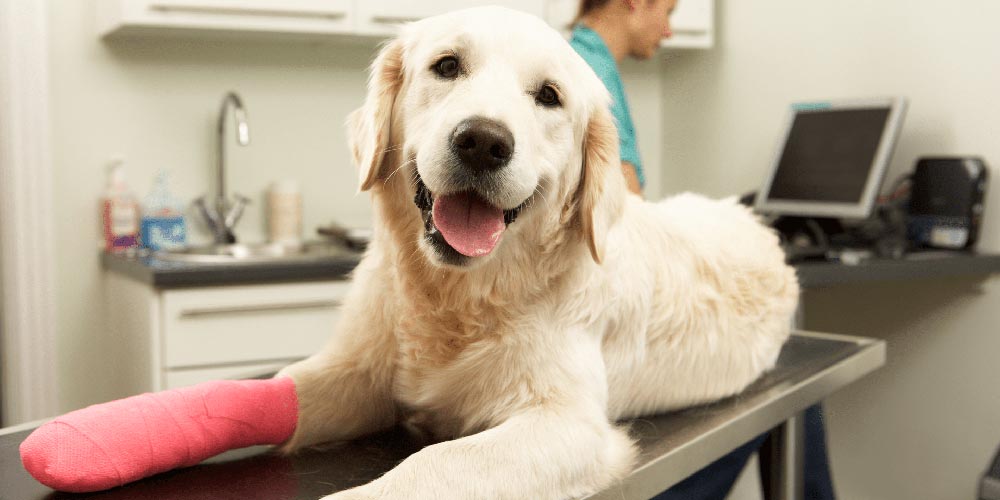 بیمه حیوانات خانگی - بیمه ما