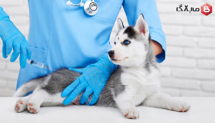 هزینه-های-پزشکی-در-بیمه-حیوانات-خانگی